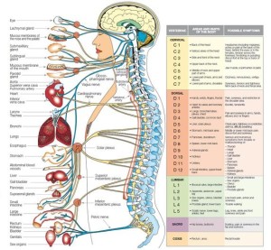 What Does Your Central Nervous System Do? - Redcliffe Wellness Centre